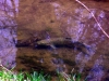 Fish_in_creek.jpg