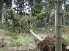 Fence Damaged by Fallen Tree
